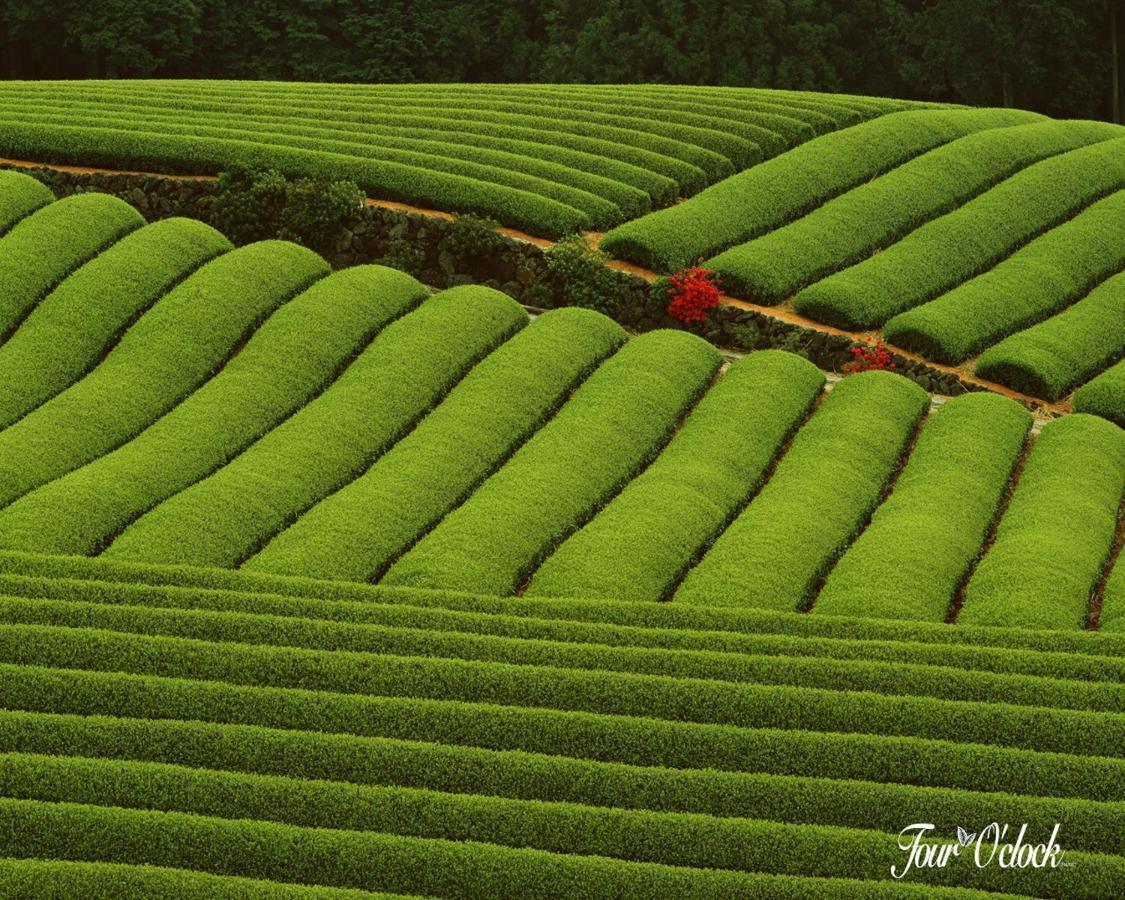 Hotel Emerald Inn Munnar Εξωτερικό φωτογραφία